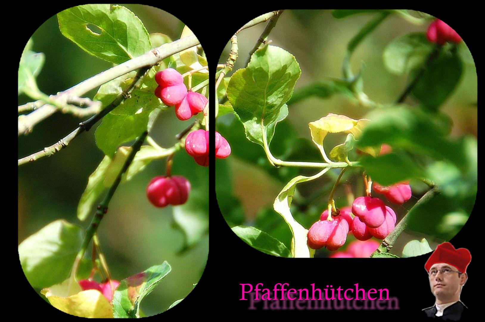 Pfaffenhütchen -