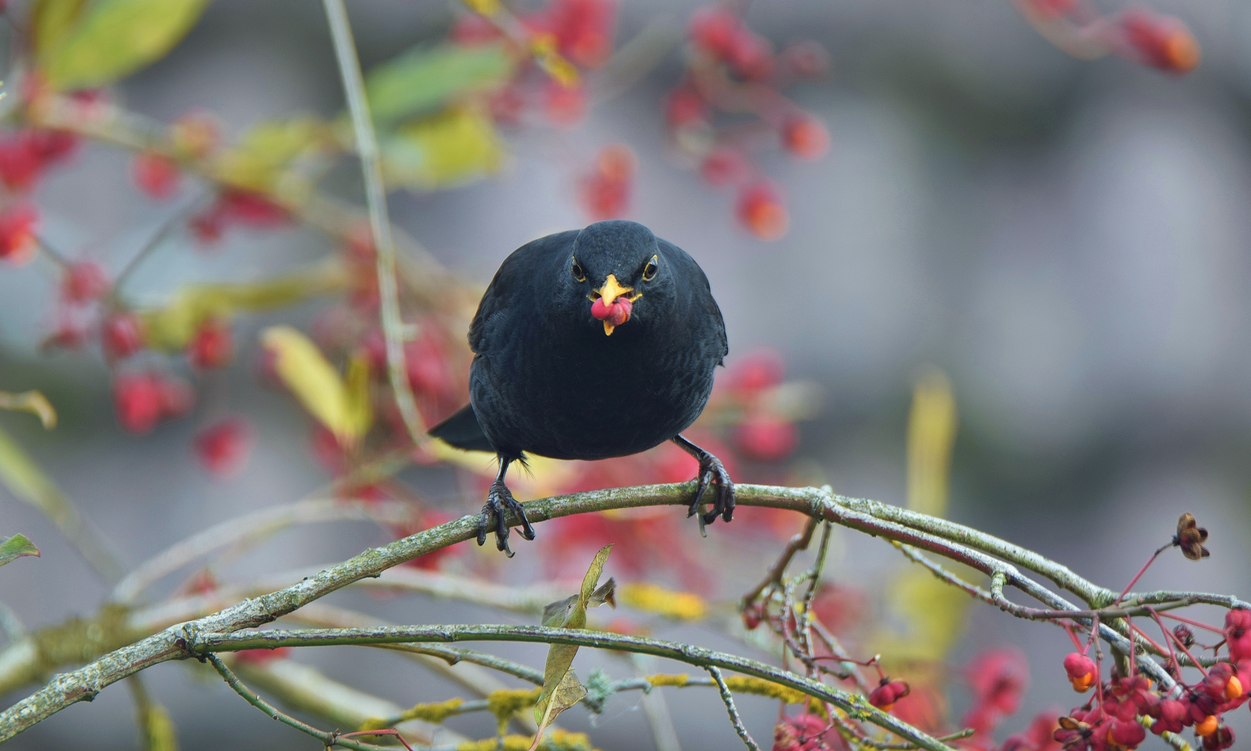 Pfaffenhütchen & Amsel 