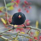 Pfaffenhütchen & Amsel 