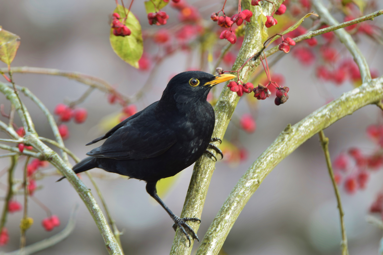 Pfaffenhütchen & Amsel_02