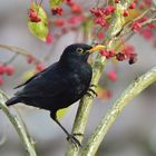 Pfaffenhütchen & Amsel_02