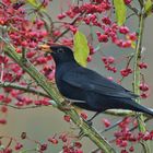 Pfaffenhütchen & Amsel_03