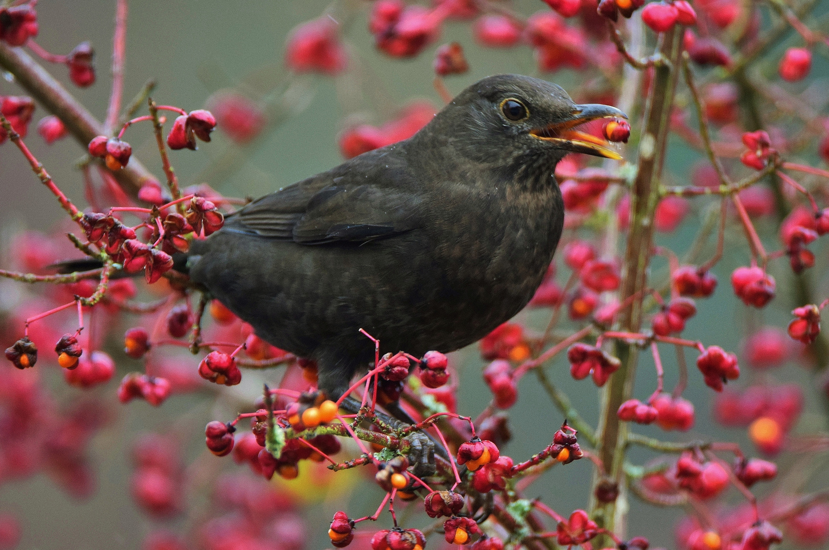 Pfaffenhütchen & Amsel_04