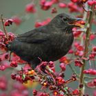 Pfaffenhütchen & Amsel_04