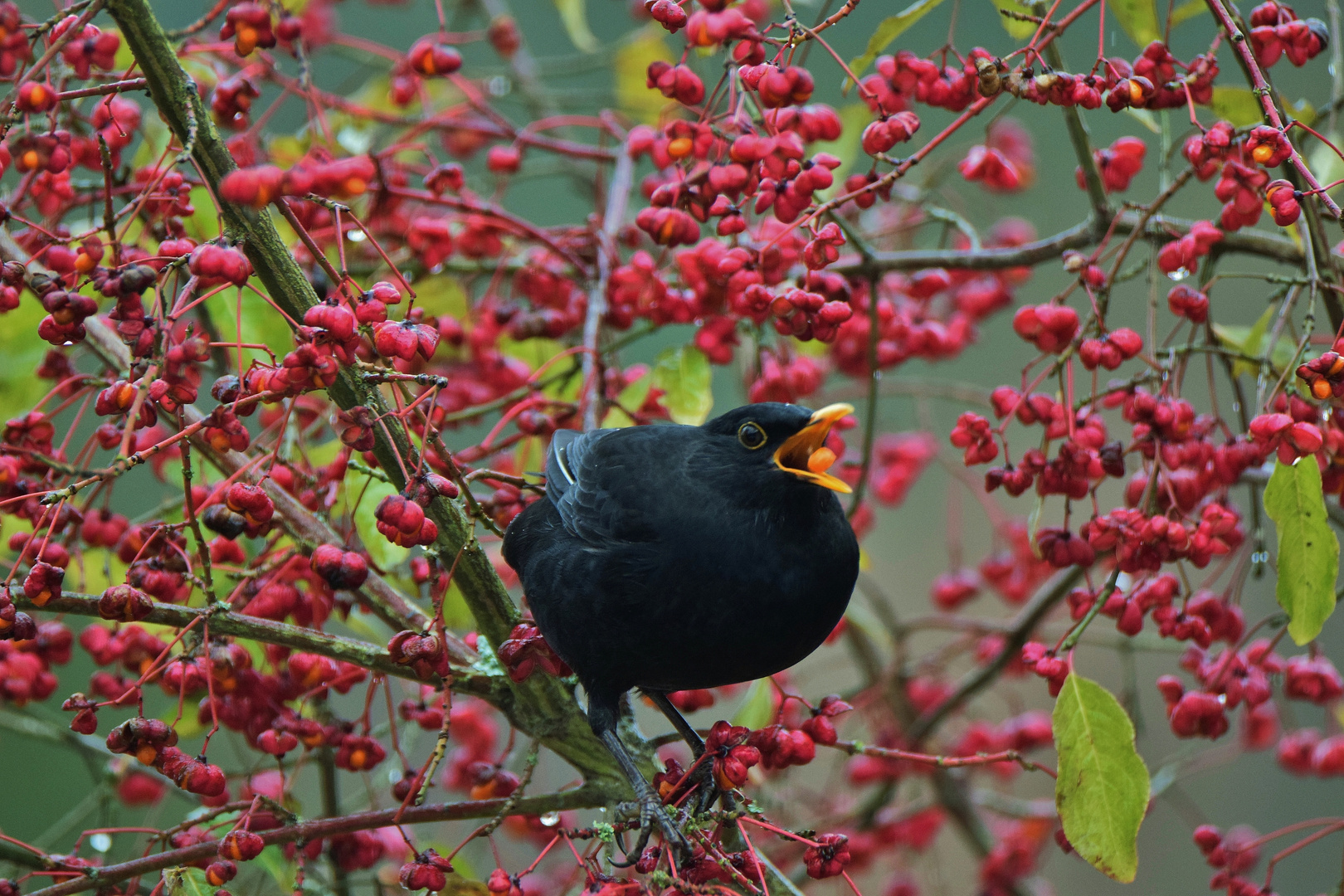 Pfaffenhütchen & Amsel_05