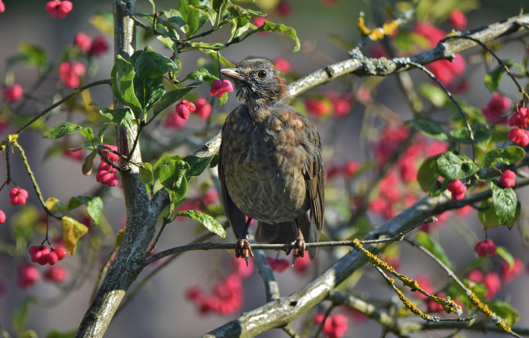 Pfaffenhütchen & Amsel_06