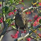 Pfaffenhütchen & Amsel_06