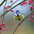 Pfaffenhütchen & Blaumeise