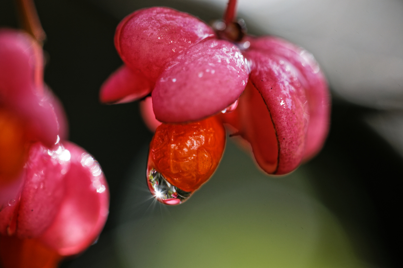 Pfaffenhütchen (Euonymus alatus)