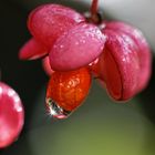 Pfaffenhütchen (Euonymus alatus)