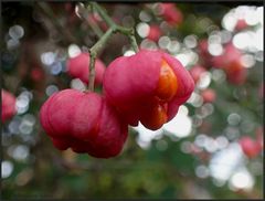 ...Pfaffenhütchen ...Euonymus europaeus...