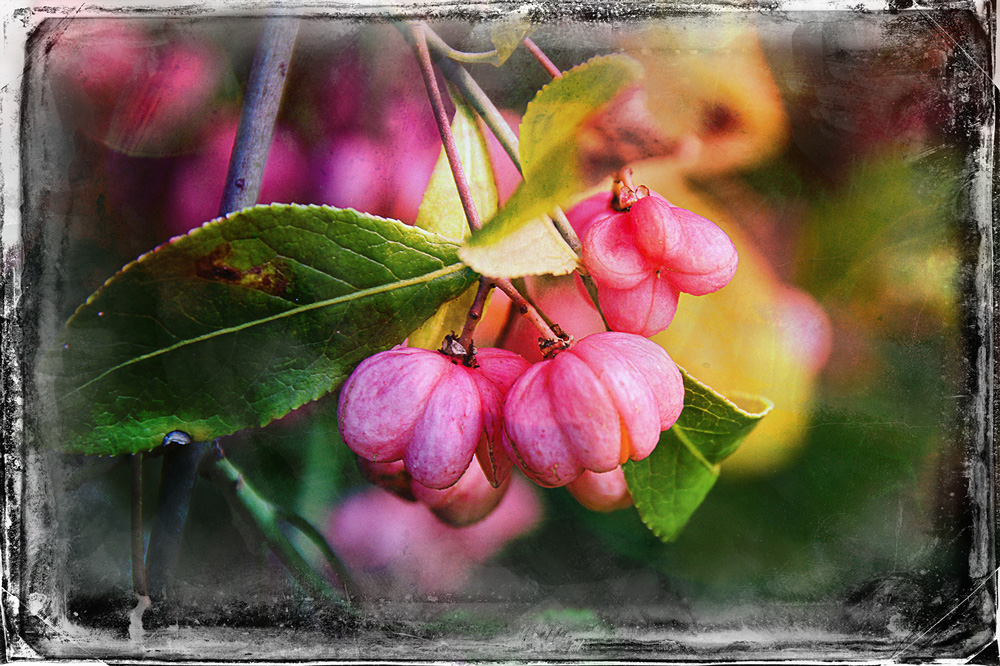 Pfaffenhütchen / Euonymus europaeus