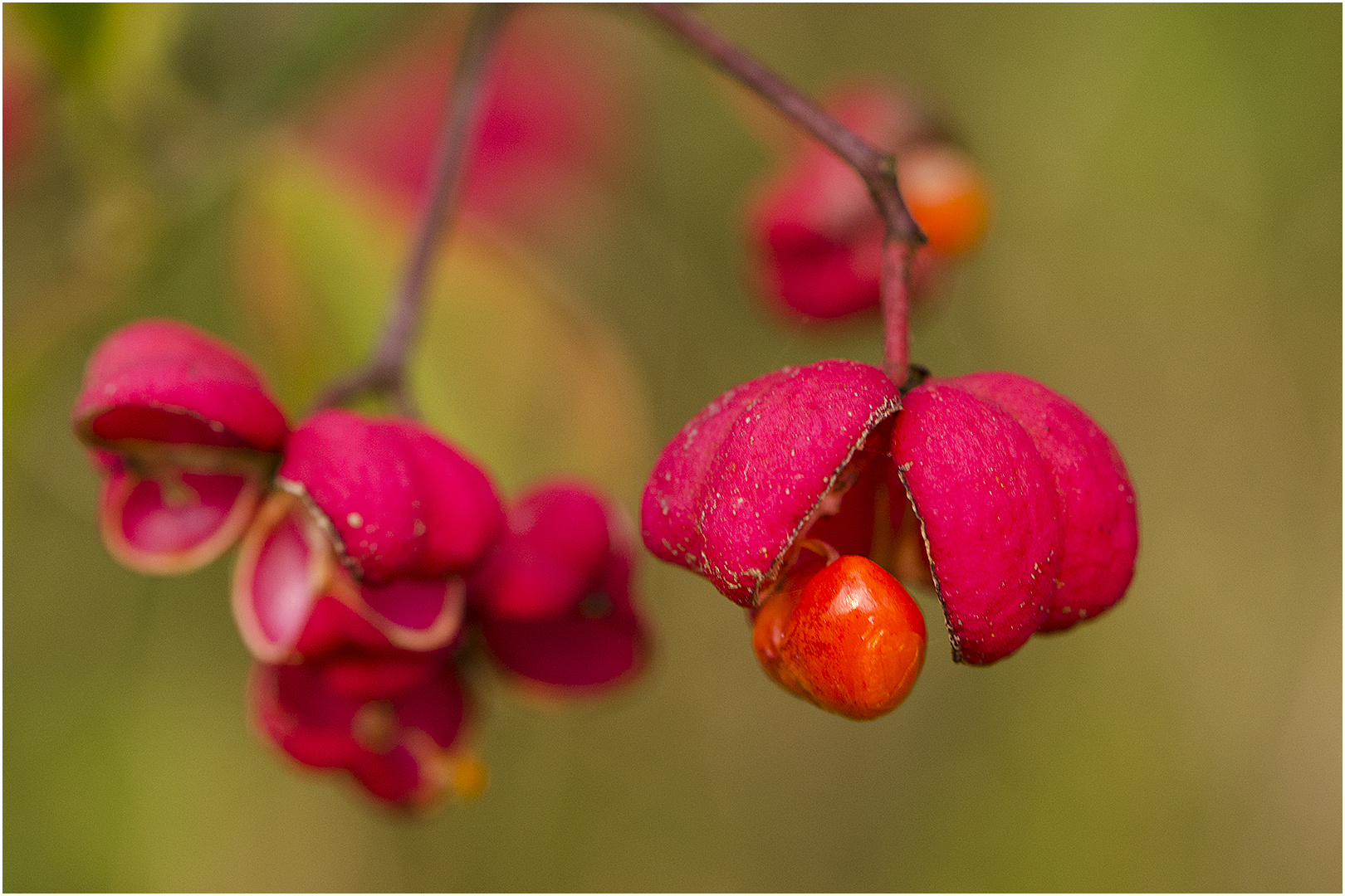 Pfaffenhütchen (Euonymus europaeus) oder Gewöhnlicher Spindelstrauch 