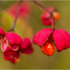 Pfaffenhütchen (Euonymus europaeus) oder Gewöhnlicher Spindelstrauch 