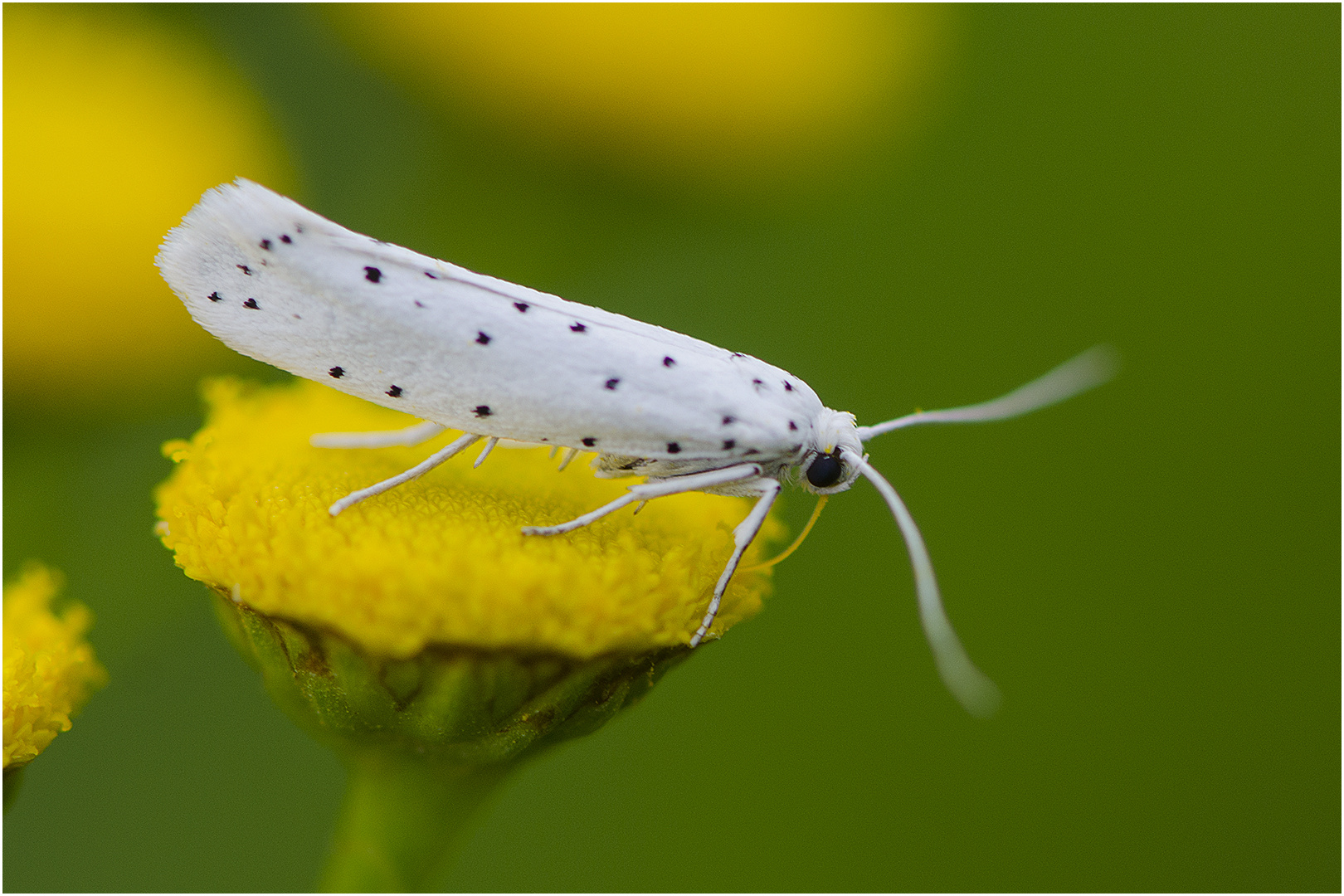 Pfaffenhütchen-Gespinstmotte - Yponomeuta cagnagella