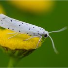 Pfaffenhütchen-Gespinstmotte - Yponomeuta cagnagella