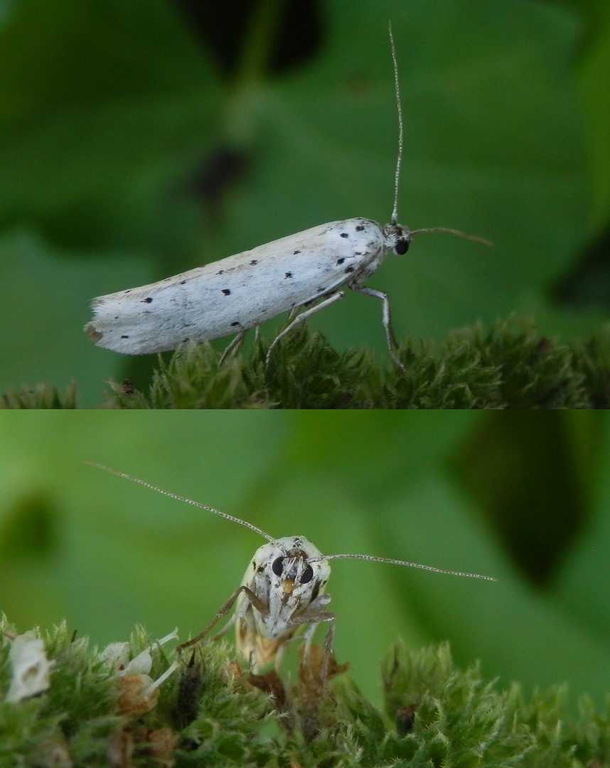 Pfaffenhütchen-Gespinstmotte (Yponomeuta cagnagella) auf Minze