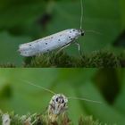 Pfaffenhütchen-Gespinstmotte (Yponomeuta cagnagella) auf Minze