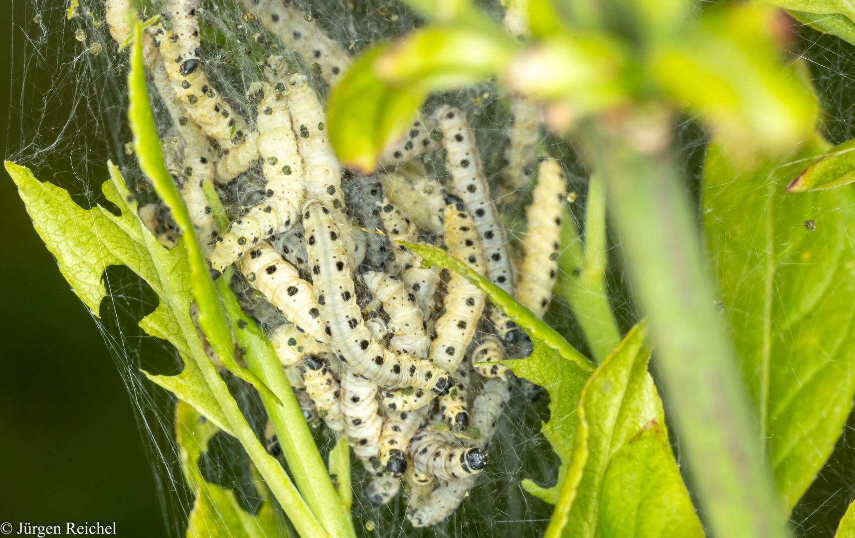 Pfaffenhütchen Gespinstmotte (Yponomeuta cagnagella)) 