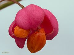 Pfaffenhütchen - Gewöhnlicher Spindelstrauch