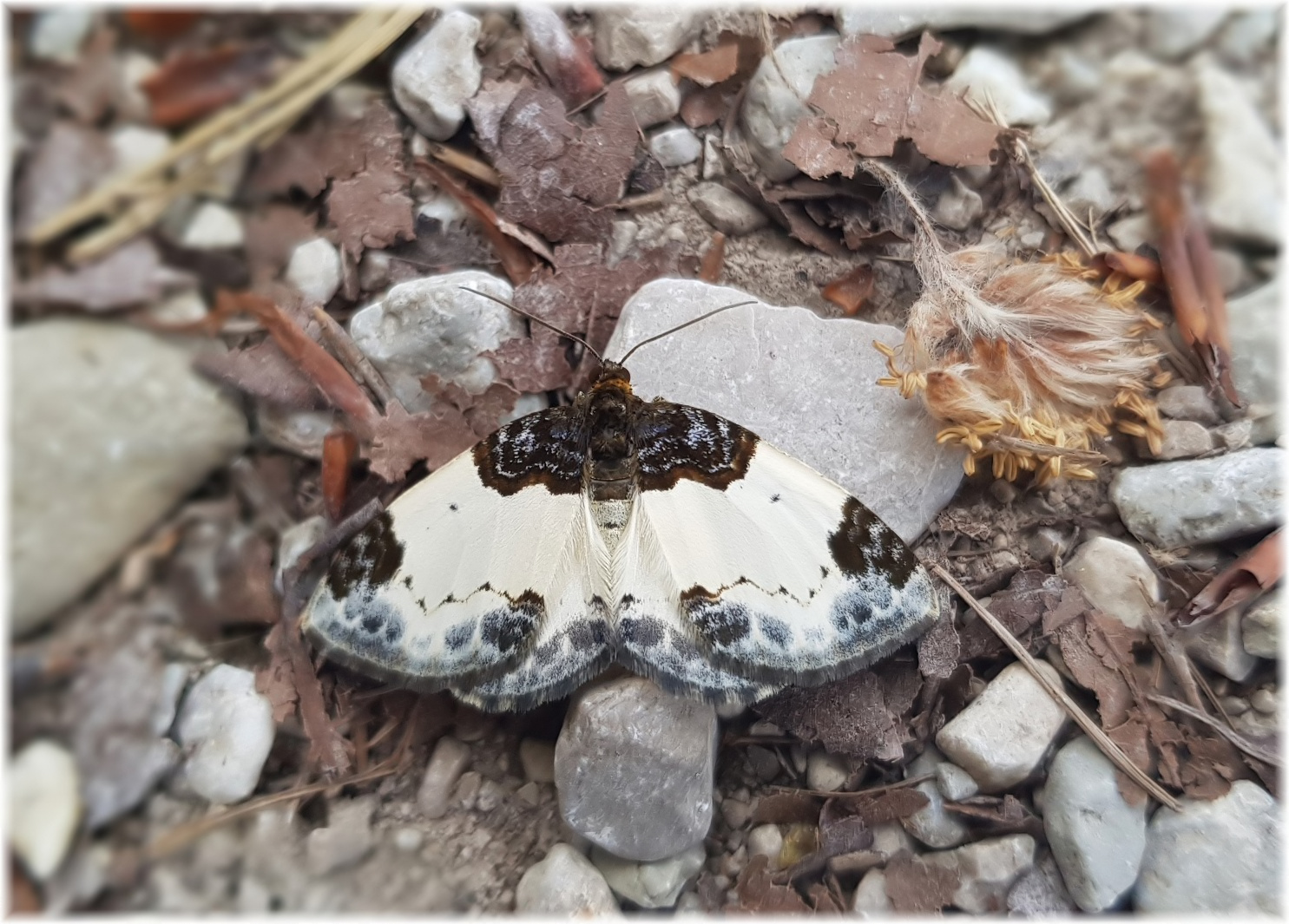 Pfaffenhütchen - Harlekin