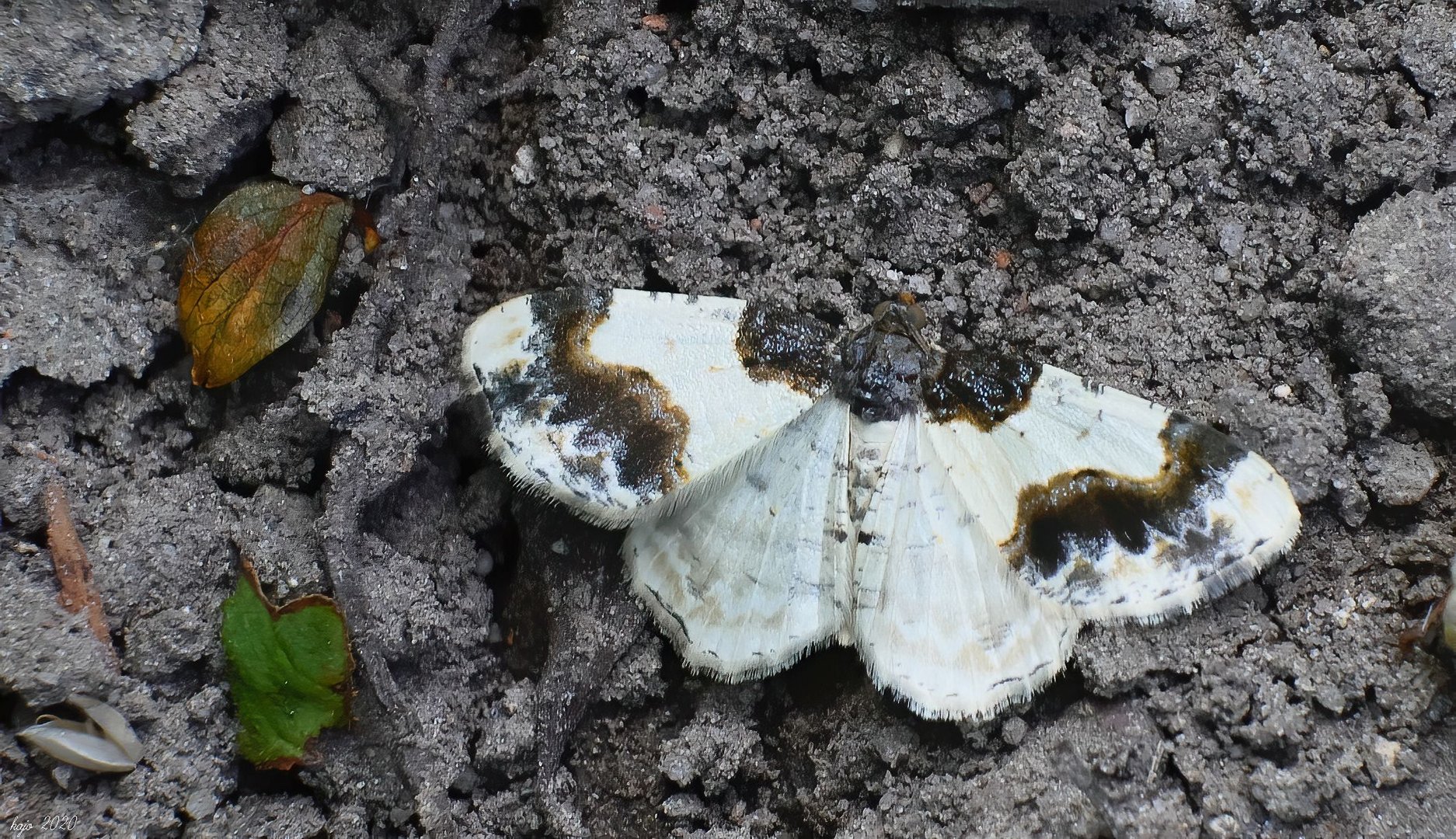 *Pfaffenhütchen-Harlekin (Ligdia adustata)*