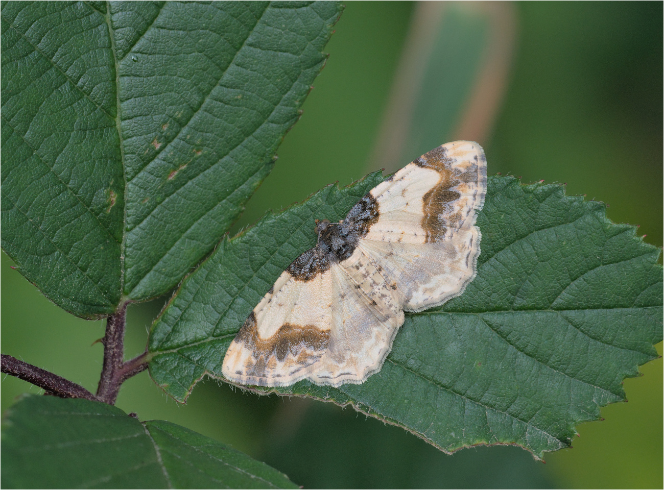 Pfaffenhütchen-Harlekin (Ligdia adustata)