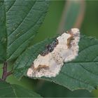 Pfaffenhütchen-Harlekin (Ligdia adustata)