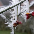 Pfaffenhütchen im Eiswind