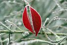 Pfaffenhütchen im Frost von Dr. Frank Schürmann