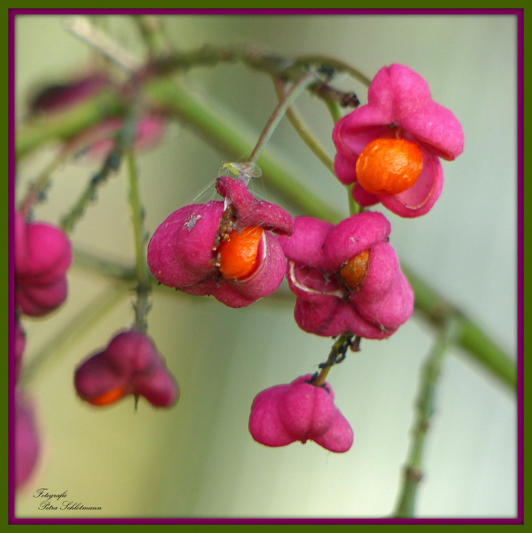 °°°° Pfaffenhütchen im Herbst °°°°