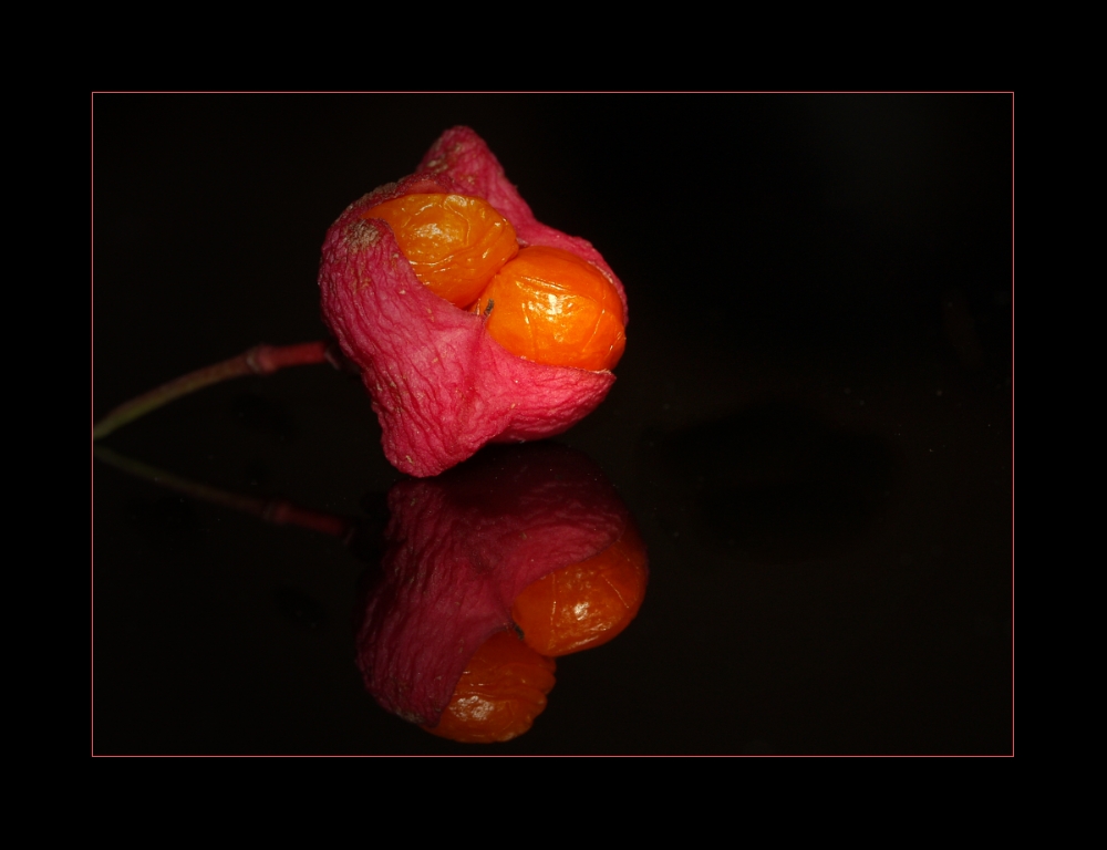 Pfaffenhütchen im Herbst