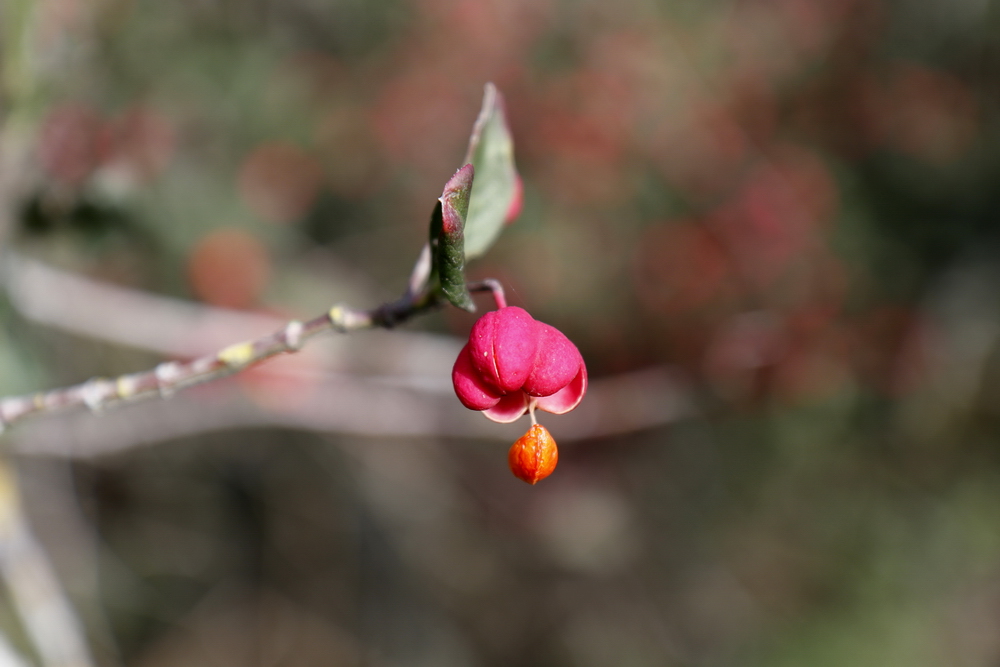Pfaffenhütchen in der Muldeaue