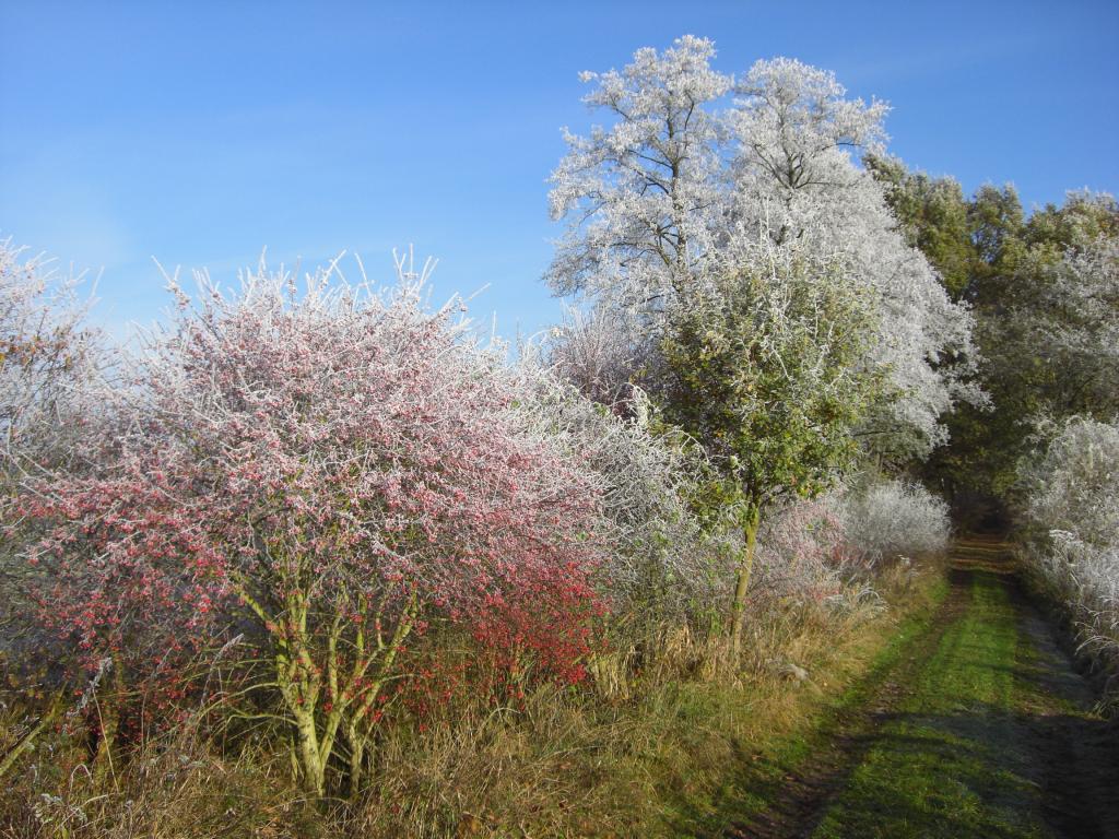 Pfaffenhütchen mit Rauhreif in Balow (Mecklenburg)