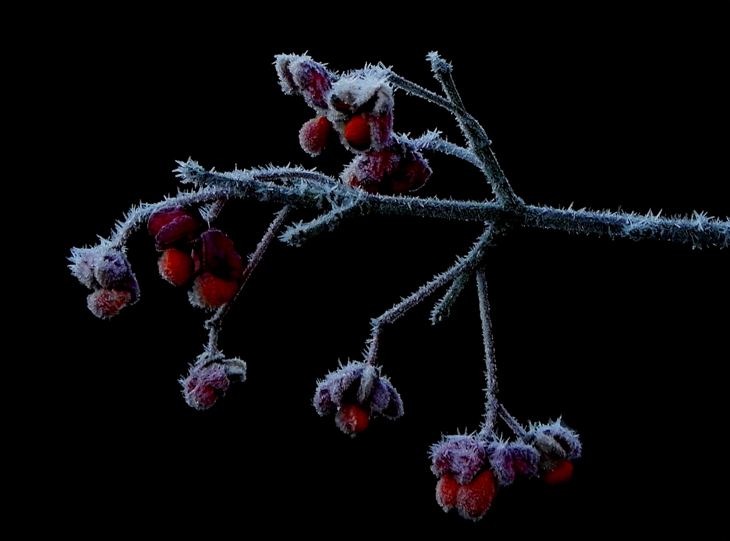 Pfaffenhütchen nach frostiger Nacht