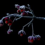 Pfaffenhütchen nach frostiger Nacht