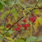 Pfaffenhütchen: Schönheit im Herbst