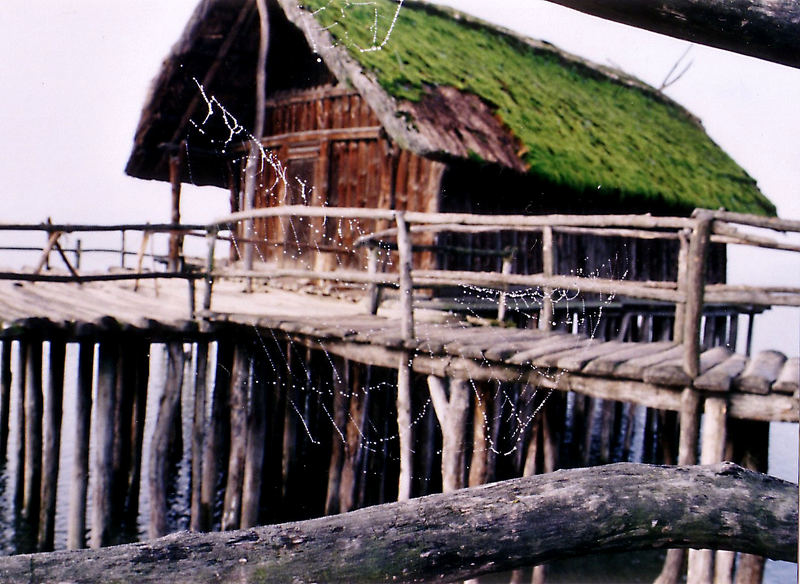 Pfahlbaumuseum Unteruhldingen - Spinnenwebe mit Tautropfen