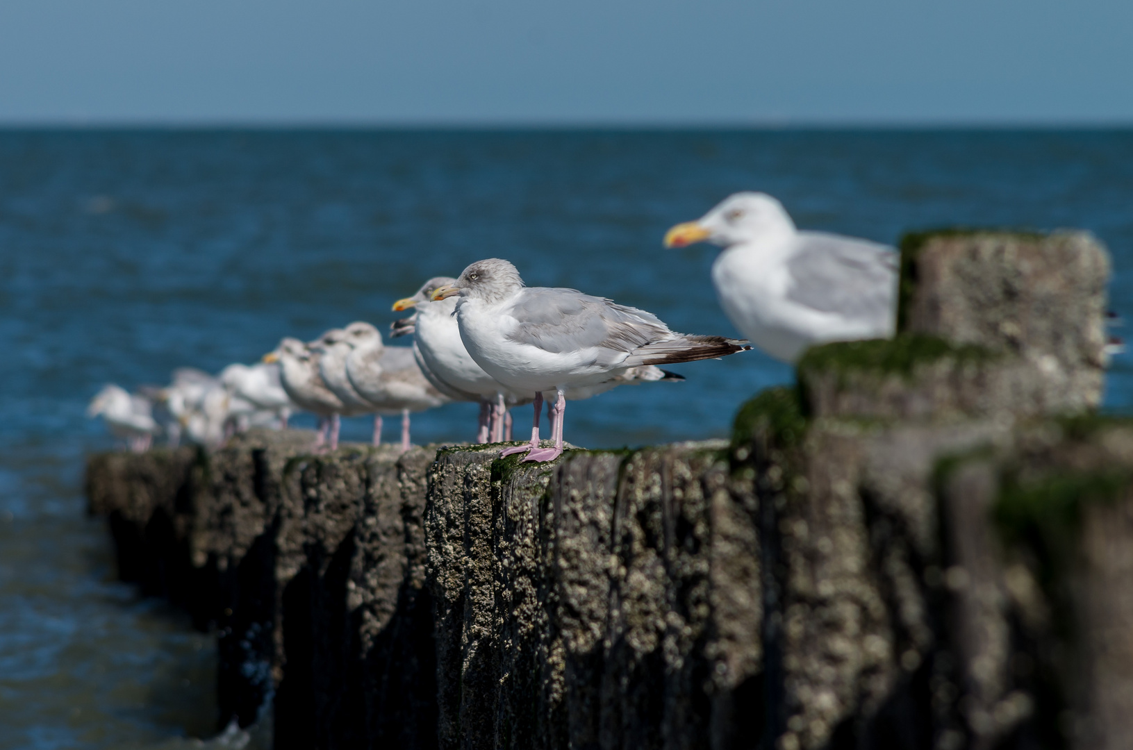 Pfahlhocker am Strand von Cadzand Bad NL