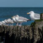 Pfahlhocker am Strand von Cadzand Bad NL