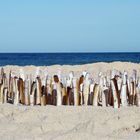 Pfahlmuscheln am Strand