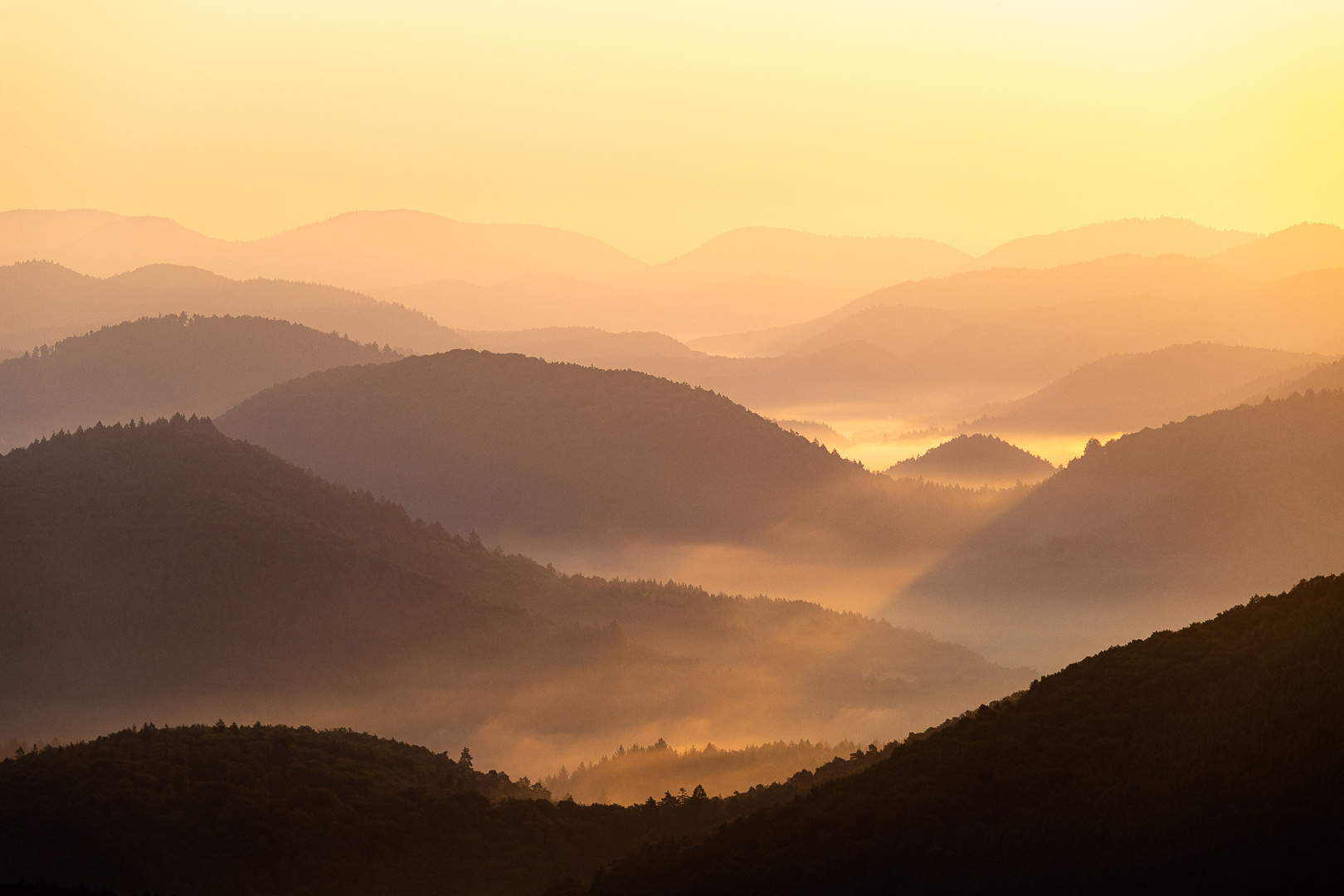 Pfalz - der Morgen nach dem Sommerregen