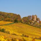 Pfalz - die Farbenpracht geht zu Ende