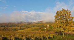 Pfalz - edle Weinlagen im herbstlichen Gewand