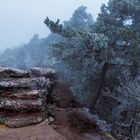 Pfalz - foggy morning