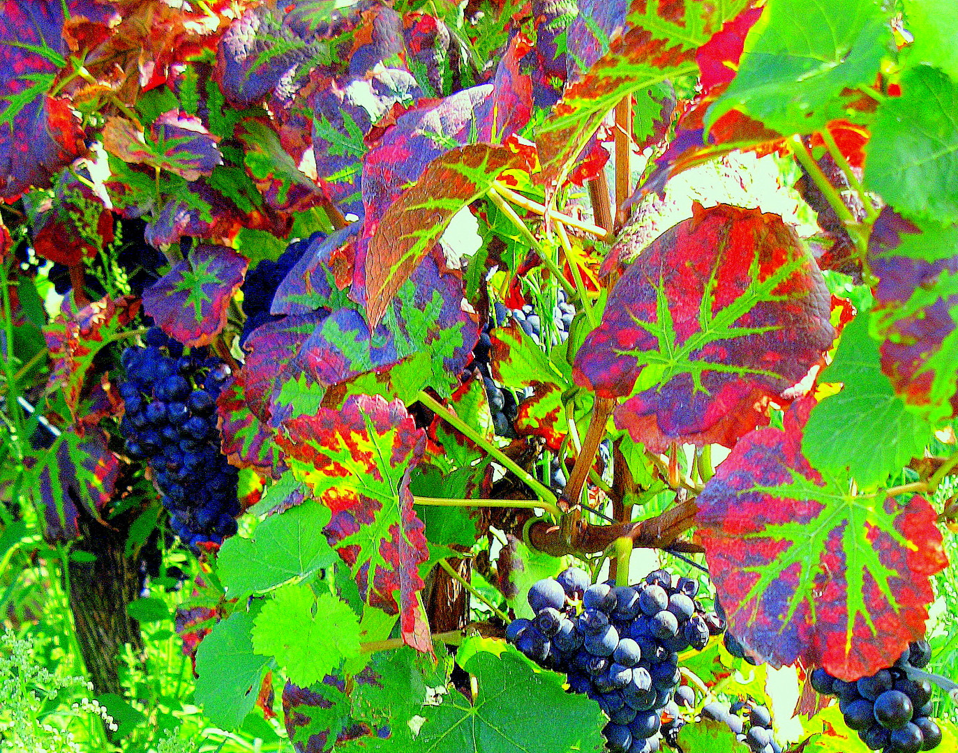 Pfalz-Herbstfarben(2):Rotweinreben