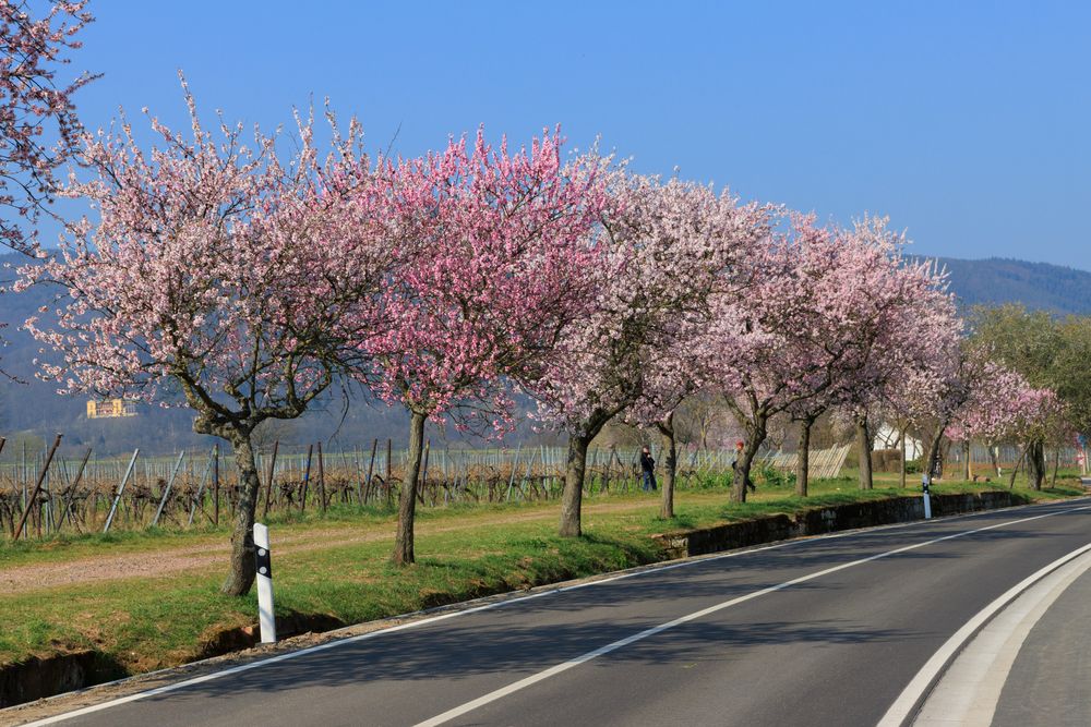 Pfalz Mandelblüte 1 Foto & Bild pflanzen, pilze & flechten, bäume