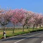 Pfalz Mandelblüte 1
