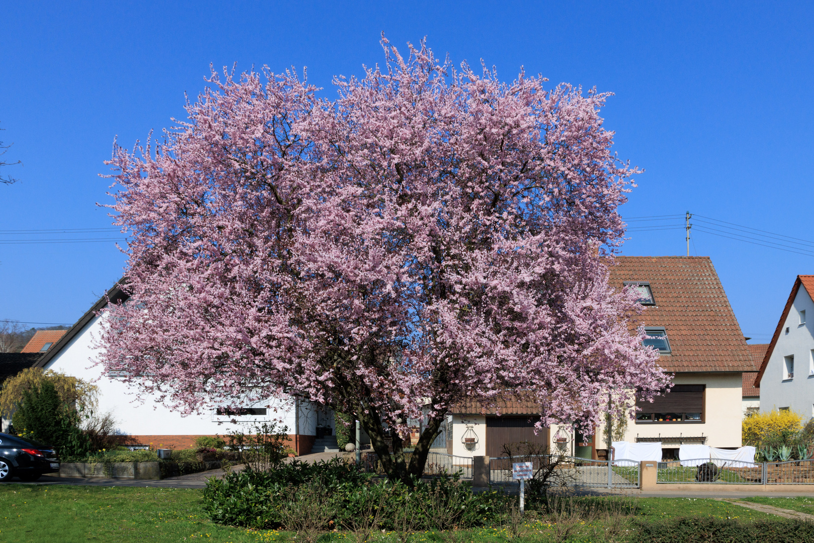 Pfalz Mandelblüte 2 Foto & Bild pflanzen, pilze & flechten, bäume