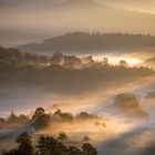 Pfalz - Morgens im herbstlichen Pfälzerwald